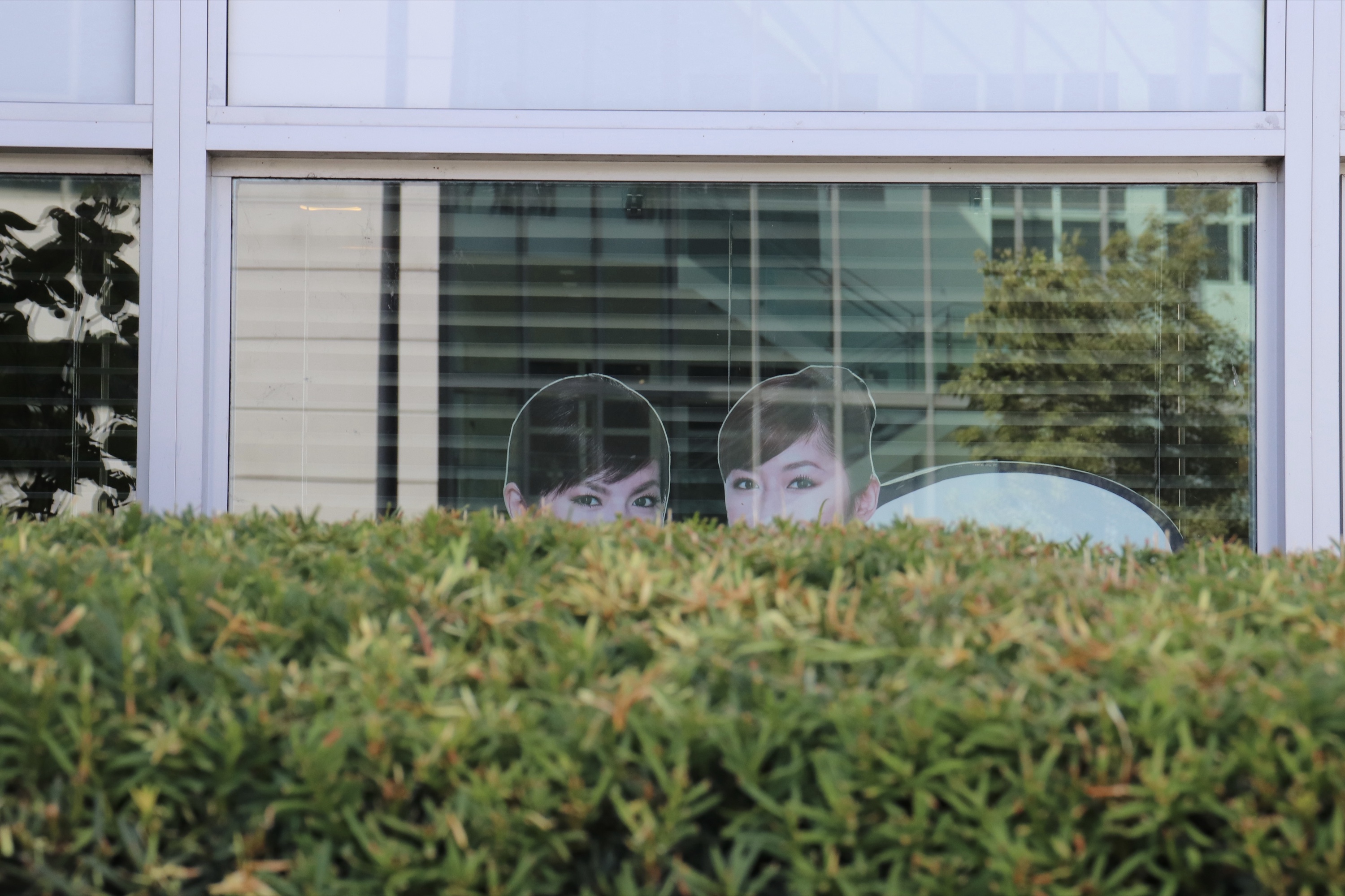 Two life-size cutout faces of two women peering up from behind a dense green hedge in front of office windows.