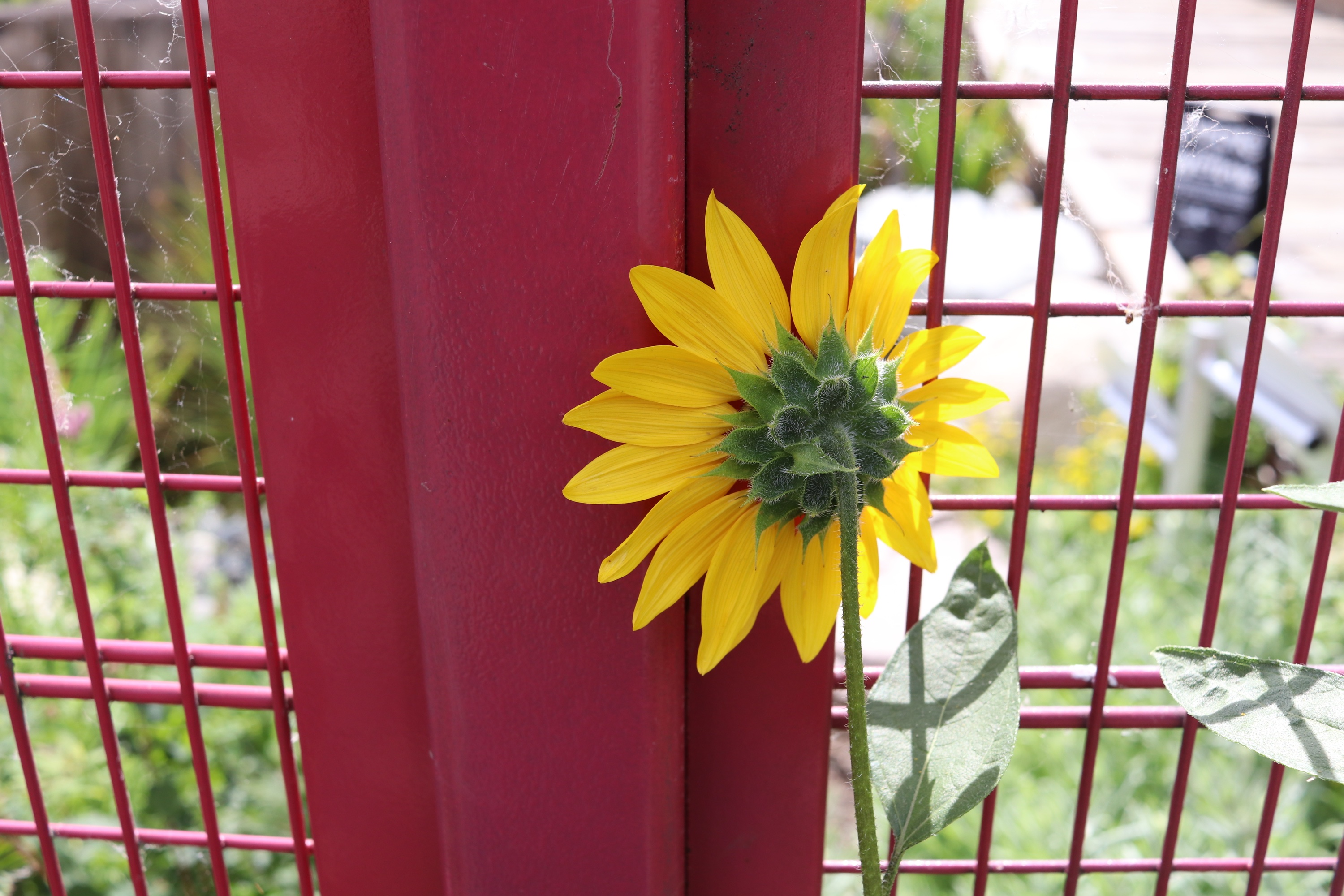 The back of a yellow sunflower leaning against the red bars of a metal fence in bright sunlight.